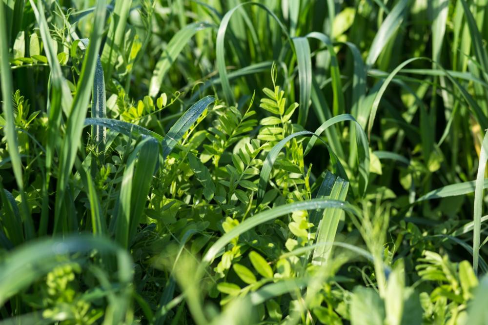 mauvaise herbe
