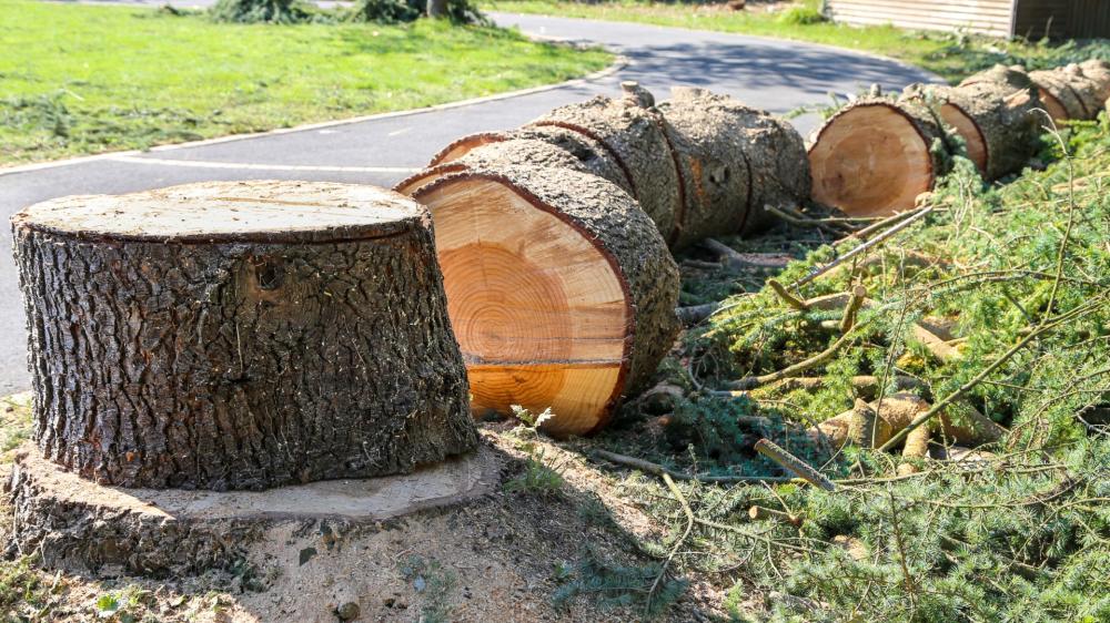 arbre découpé